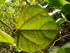 Passiflora auriculata