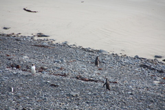 Megadyptes antipodes