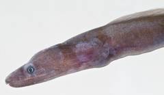 False Moray photo 2
