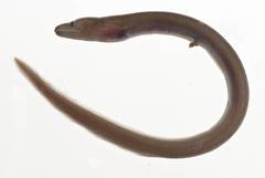 False Moray photo 4
