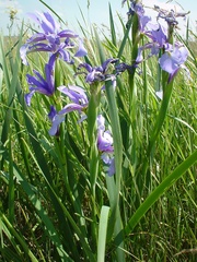 Iris spuria