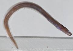 False Moray photo 5