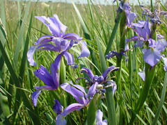 Iris spuria