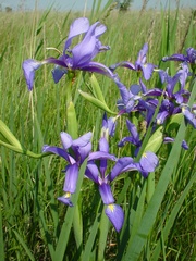 Iris spuria