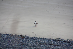 Megadyptes antipodes