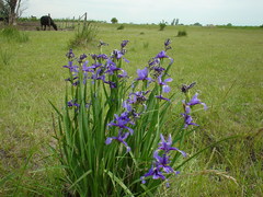 Iris spuria