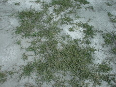 Sporobolus aculeatus