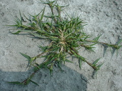 Sporobolus aculeatus