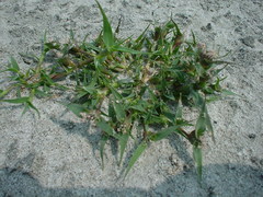 Sporobolus aculeatus