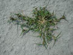 Sporobolus aculeatus