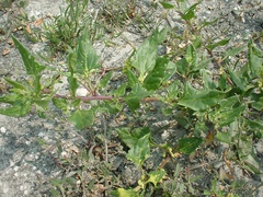 Oxybasis chenopodioides