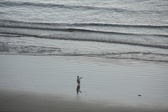 Megadyptes antipodes