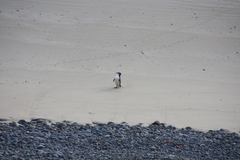 Megadyptes antipodes