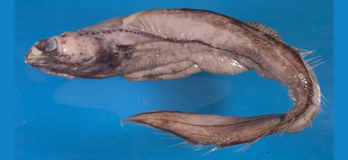 Shorttail Congers (Family Colocongridae) · iNaturalist