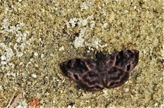 Pellicia