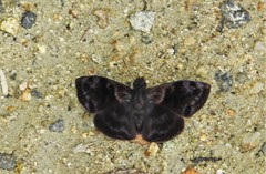 Pellicia