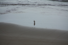 Megadyptes antipodes