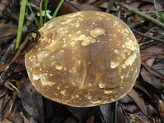 Boletus variipes