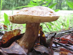Boletus variipes