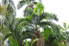Bactris gasipaes