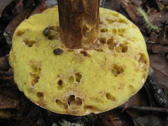 Boletus variipes
