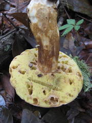 Boletus variipes