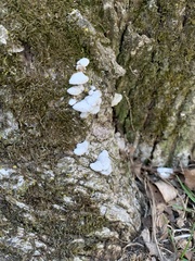 Fungi