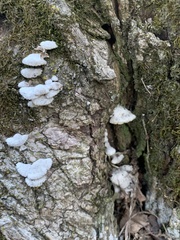 Fungi