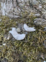 Fungi