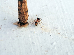 Myrmarachne formosicola