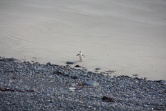 Megadyptes antipodes