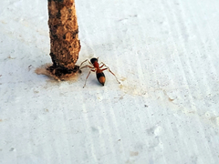 Myrmarachne formosicola