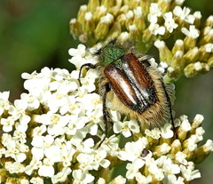 Pygopleurus humeralis