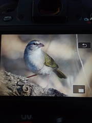 Arremonops rufivirgatus