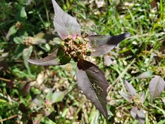 Euphorbia schiedeana
