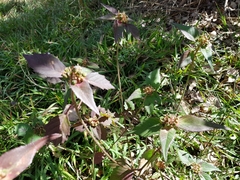 Euphorbia schiedeana