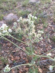 Hymenopappus carrizoanus