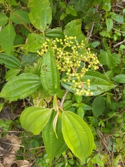 Miconia laevigata