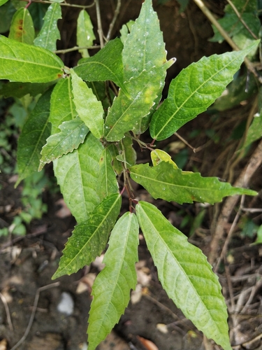 Image of Ficus ulmifolia by (c) Greg III Espera, some rights reserved (CC BY)