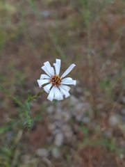 Symphyotrichum moranense