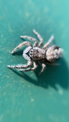 Platycryptus undatus