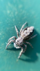 Platycryptus undatus