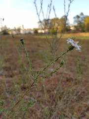 Symphyotrichum moranense