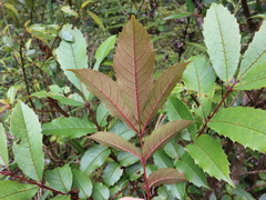 Meliosma rhoifolia
