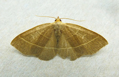 Trisateles emortualis