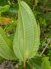 Miconia laevigata