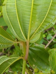 Miconia laevigata