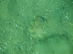 Image of Octopus berrima