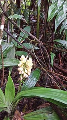 Calanthe formosana