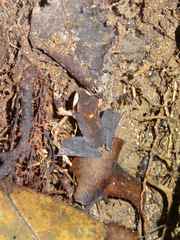 Gephyromantis luteus